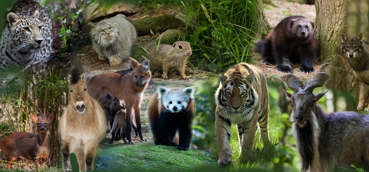 Где много звери. Разные животные. Много животных. Несколько животных. Много разных зверей.